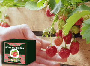 Home Berry Box zestaw do uprawy truskawek, jak używać, jak to działa